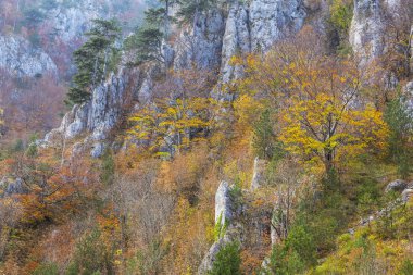 Sonbahar sahne güzel bitki örtüsü ve sis bulutları ile dağlarda