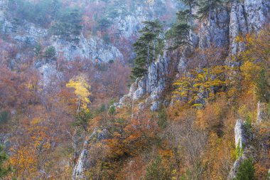 Sonbahar sahne güzel bitki örtüsü ve sis bulutları ile dağlarda