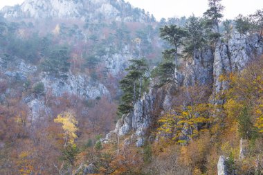 Sonbahar sahne güzel bitki örtüsü ve sis bulutları ile dağlarda