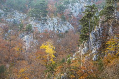 Sonbahar sahne güzel bitki örtüsü ve sis bulutları ile dağlarda