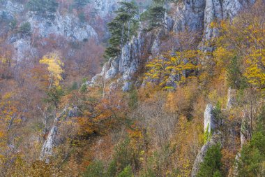 Sonbahar sahne güzel bitki örtüsü ve sis bulutları ile dağlarda