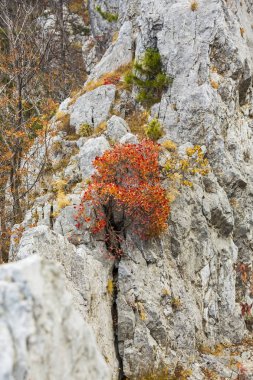 Orman ve sis bulutları altın yaprakları ile dağlarda, güzel sonbahar sahne