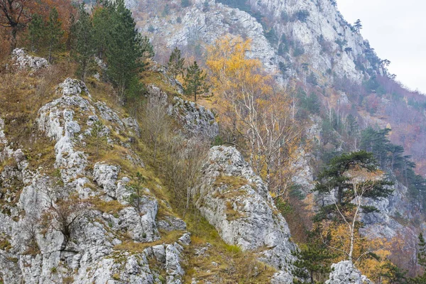 Herbstlandschaft Den Bergen Mit Schönem Laub Und Nebelschwaden — Stockfoto