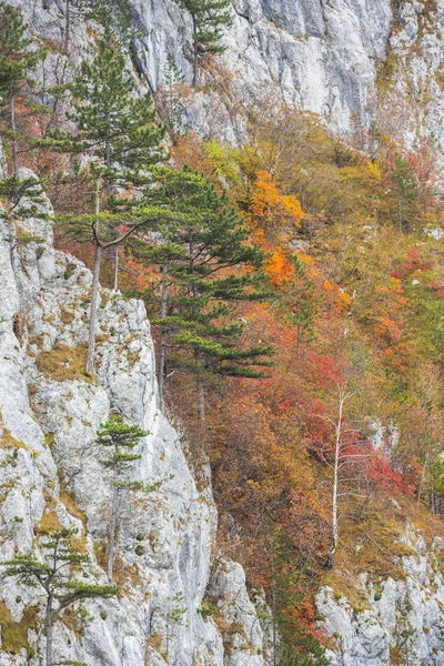 Gyönyörű Őszi Táj Hegyek Erdő Pára Felhők Arany Lombozat — Stock Fotó