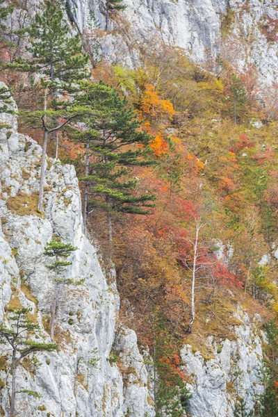 Mooie Herfst Landschap Bergen Met Gouden Gebladerte Het Bos Mist — Stockfoto
