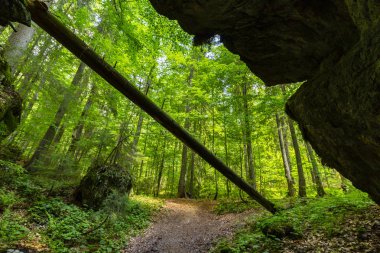 Güzel pastoral sahne dağlarında Bahar, köknar ağacı ormanlar, yeşil yeşillik ve bulutlar