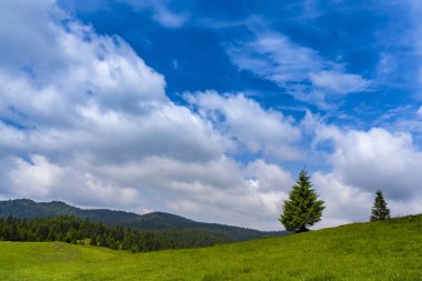 Güzel pastoral sahne dağlarında Bahar, köknar ağacı ormanlar, yeşil yeşillik ve bulutlar