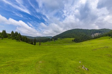 Güzel pastoral sahne dağlarında Bahar, köknar ağacı ormanlar, yeşil yeşillik ve bulutlar