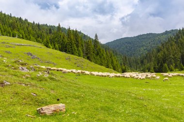 Güzel pastoral sahne dağlarında Bahar, köknar ağacı ormanlar, yeşil yeşillik ve bulutlar