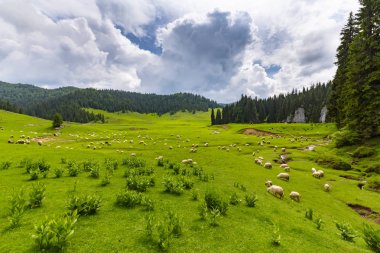 Güzel pastoral sahne dağlarında Bahar, köknar ağacı ormanlar, yeşil yeşillik ve bulutlar