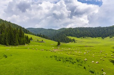 Güzel pastoral sahne dağlarında Bahar, köknar ağacı ormanlar, yeşil yeşillik ve bulutlar