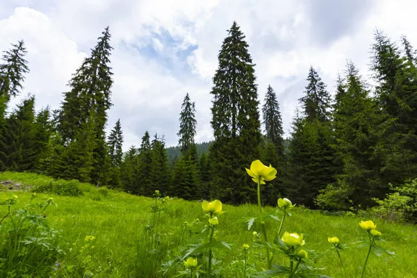 Hermoso Paisaje Pastoral Las Montañas Primavera Con Bosques Abetos Follaje —  Fotos de Stock