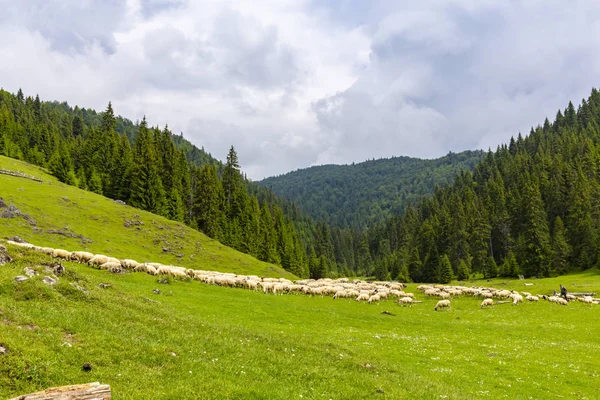 Hermoso Paisaje Pastoral Las Montañas Primavera Con Bosques Abetos Follaje —  Fotos de Stock