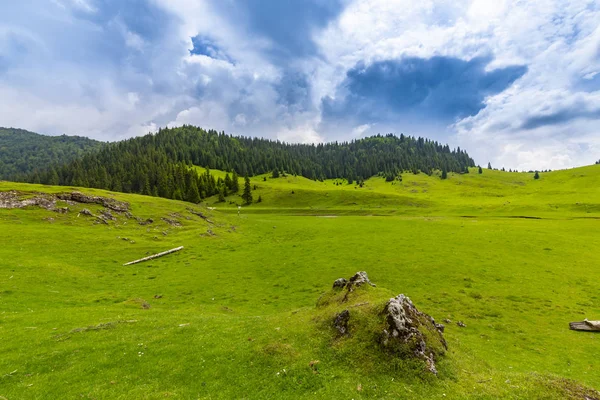 Beautiful pastoral scenery in the mountains, in spring, with fir tree forests, green foliage and clouds