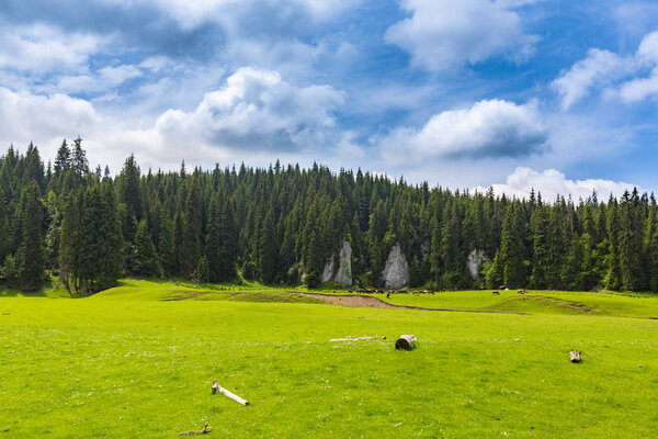 Прекрасные пастбищные пейзажи в горах, весной, с еловыми лесами, зеленой листвой и облаками
