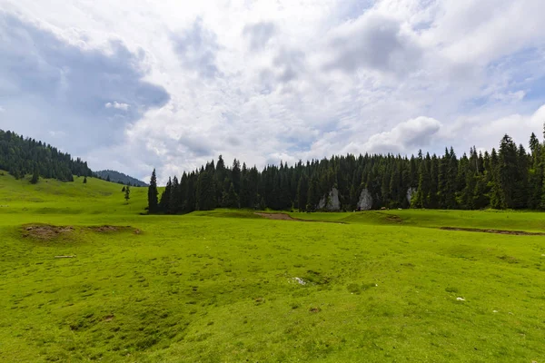 Bellissimo Scenario Pastorale Montagna Primavera Con Boschi Abeti Fogliame Verde — Foto Stock