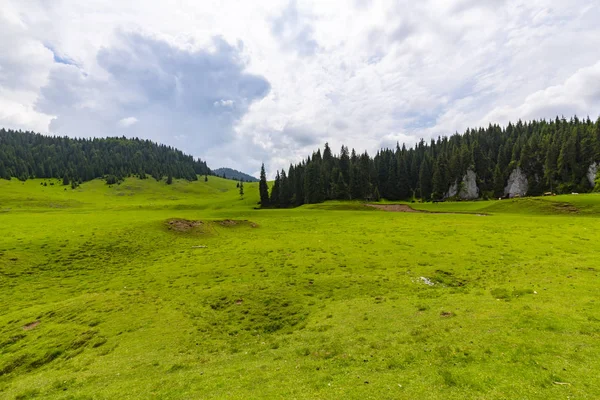 Hermoso Paisaje Pastoral Las Montañas Primavera Con Bosques Abetos Follaje —  Fotos de Stock