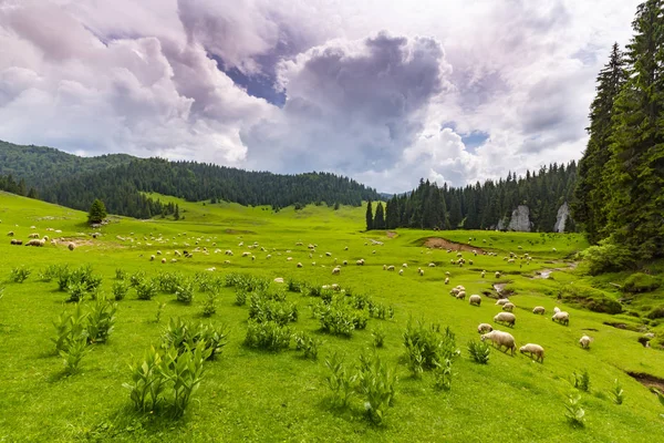 Beau Paysage Pastoral Dans Les Montagnes Printemps Avec Forêts Sapins — Photo