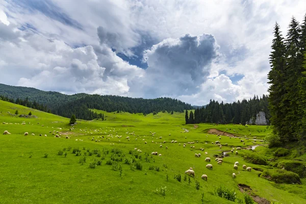 Прекрасные Пастбищные Пейзажи Горах Весной Еловыми Лесами Зеленой Листвой Облаками — стоковое фото