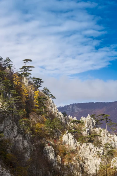 Осінні Пейзажі Горах Красивим Світлом Соснові Дерева Звисають Каменях Барвисте — стокове фото