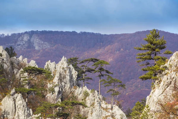 Herbstliche Landschaft Den Bergen Mit Schönem Licht Kiefern Die Felsen — Stockfoto