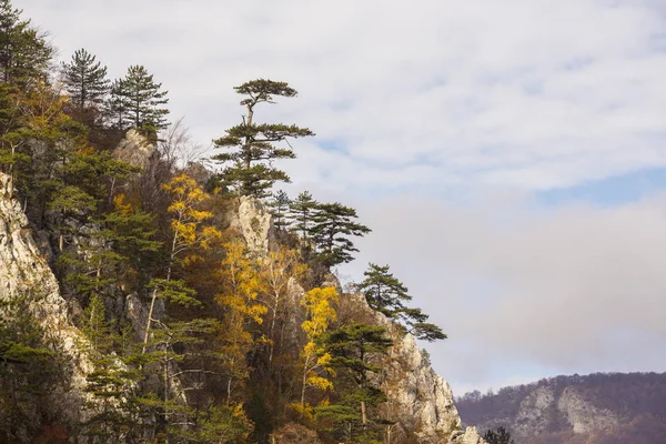 Paisaje Otoñal Las Montañas Con Hermosa Luz Pinos Colgando Rocas —  Fotos de Stock