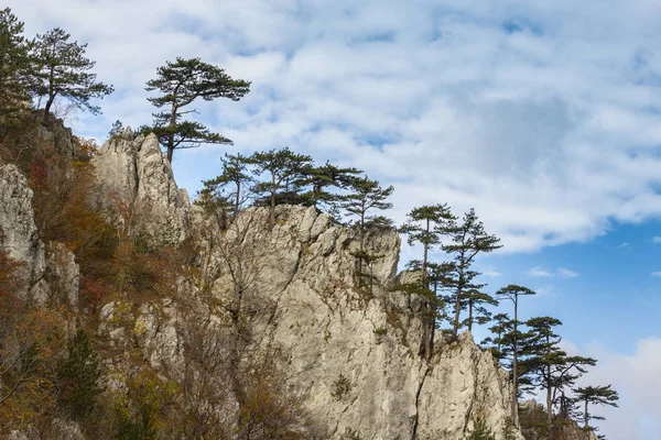 Herbstliche Landschaft Den Bergen Mit Schönem Licht Kiefern Die Felsen — Stockfoto