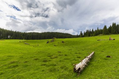 Alpler'de, yaz aylarında dağlarda güzel bir manzara, bozulmamış yeşil bir çayır ve ormanın ortasında bir göl ile