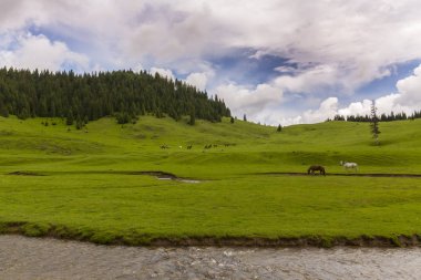 Alpler'de, yaz aylarında dağlarda güzel bir manzara, bozulmamış yeşil bir çayır ve ormanın ortasında bir göl ile