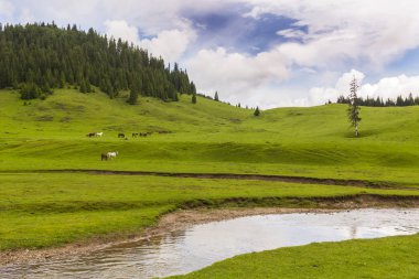 Alpler'de, yaz aylarında dağlarda güzel bir manzara, bozulmamış yeşil bir çayır ve ormanın ortasında bir göl ile