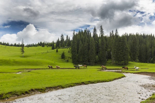 Beautiful Scenery Mountains Summer Pristine Green Meadow Lake Middle Woods — Stock Photo, Image