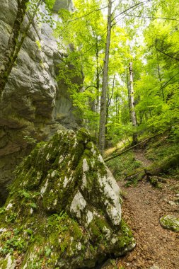 İlkbaharda Avrupa 'da uzak bir yürüyüş alanında ormanda taze yeşil yapraklar.