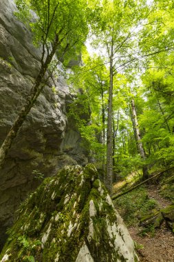 İlkbaharda Avrupa 'da uzak bir yürüyüş alanında ormanda taze yeşil yapraklar.