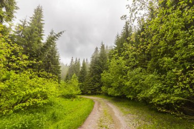Sis ve yağmur bulutları ve dağlarda bir trekking yolda yemyeşil yeşil yapraklar, yaz aylarında