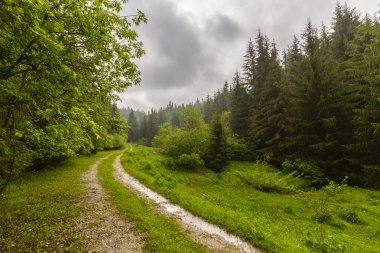 Sis ve yağmur bulutları ve dağlarda bir trekking yolda yemyeşil yeşil yapraklar, yaz aylarında