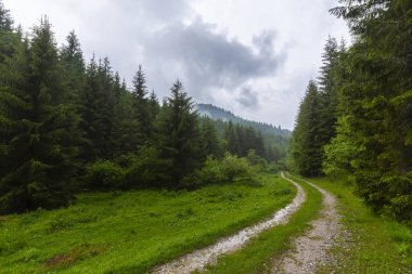 Sis ve yağmur bulutları ve dağlarda bir trekking yolda yemyeşil yeşil yapraklar, yaz aylarında