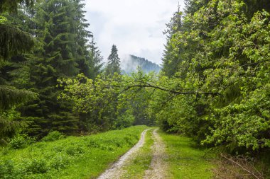 Sis ve yağmur bulutları ve dağlarda bir trekking yolda yemyeşil yeşil yapraklar, yaz aylarında