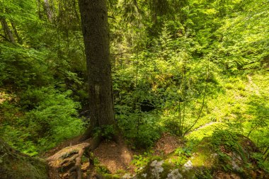 Romanya Alpleri 'nde yaz mevsiminde, uzak ve vahşi bir yerde muhteşem bir manzara.