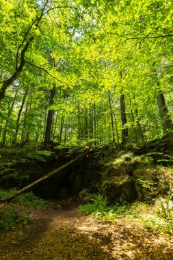 Romanya Alpleri 'nde yaz mevsiminde, uzak ve vahşi bir yerde muhteşem bir manzara.