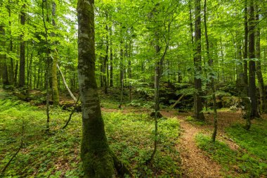Romanya Alpleri 'nde yaz mevsiminde, uzak ve vahşi bir yerde muhteşem bir manzara.