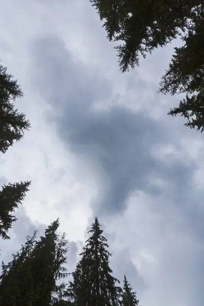 Ormanda Kasvetli Bulutlu Gökyüzü Köknar Ağacı Üstleri Ile Dikey Perspektif — Stok fotoğraf