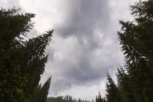 Prospettiva Verticale Con Cielo Nuvoloso Cupo Cime Abete Nella Foresta — Foto Stock