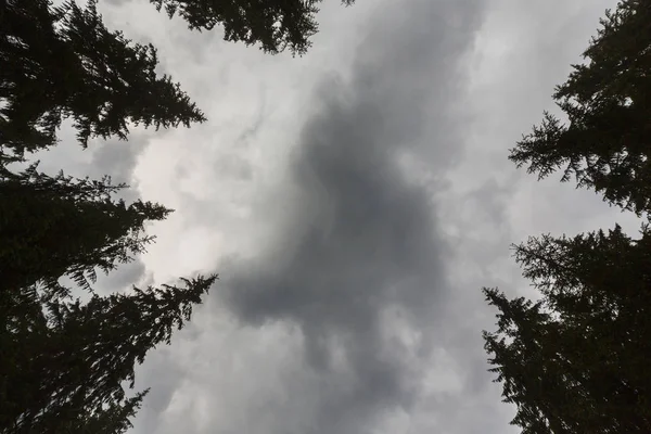 Prospettiva Verticale Con Cielo Nuvoloso Cupo Cime Abete Nella Foresta — Foto Stock