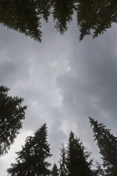 Vertikale Perspektive Mit Trübem Himmel Und Tannenwipfeln Wald — Stockfoto