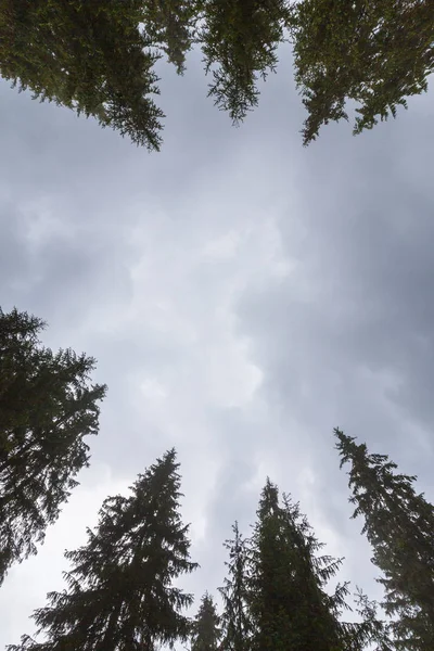 垂直透视与阴云的天空和杉木树梢在森林 — 图库照片