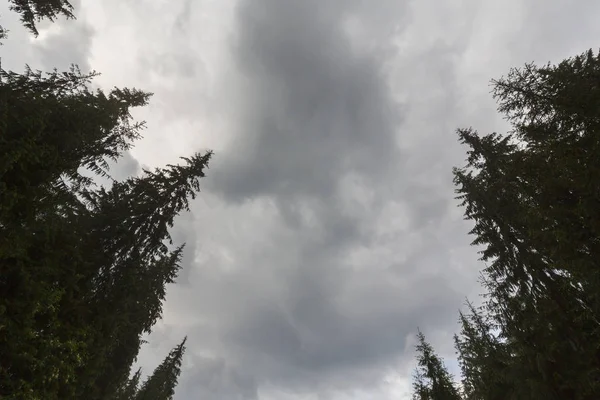 Pionowa Perspektywa Ponure Zachmurzone Niebo Jodły Wierzchołki Lesie — Zdjęcie stockowe