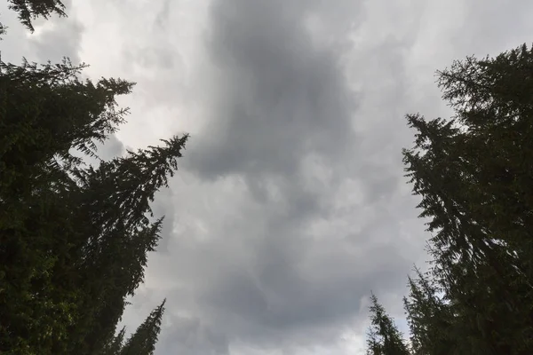 Ormanda Kasvetli Bulutlu Gökyüzü Köknar Ağacı Üstleri Ile Dikey Perspektif — Stok fotoğraf