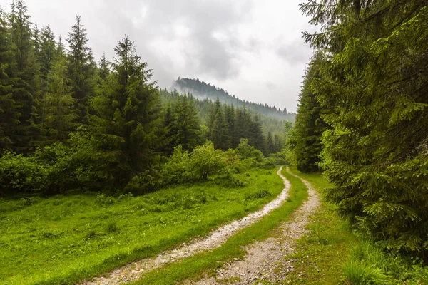 Sis ve yağmur bulutları ve dağlarda bir trekking yolda yemyeşil yeşil yapraklar, yaz aylarında