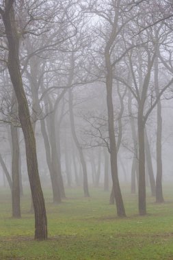 Parkta sonbahar günü, bir şehirde, sis ve sis ile, ve Locust ağaç siluetleri