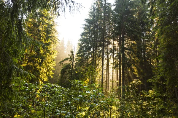 Hermosa Luz Mañana Bosque Abetos Las Montañas — Foto de Stock